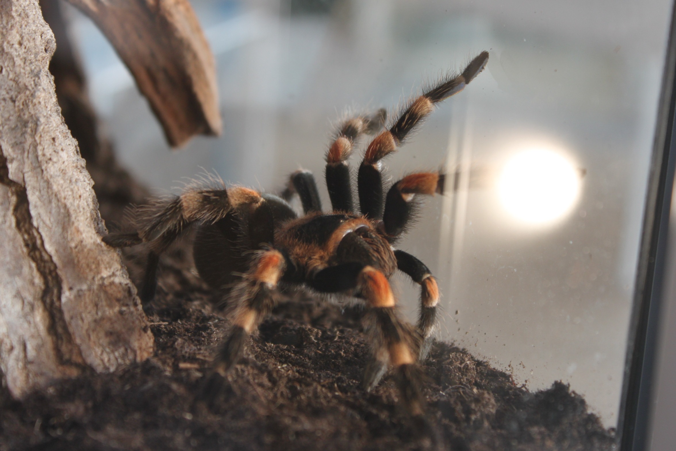 Brachypelma hamorii