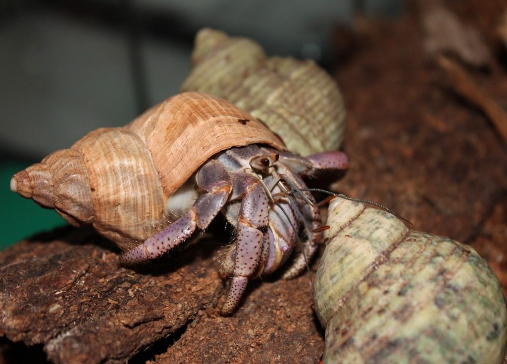 Bernard l'hermite terrestre Coenobita clypeatus