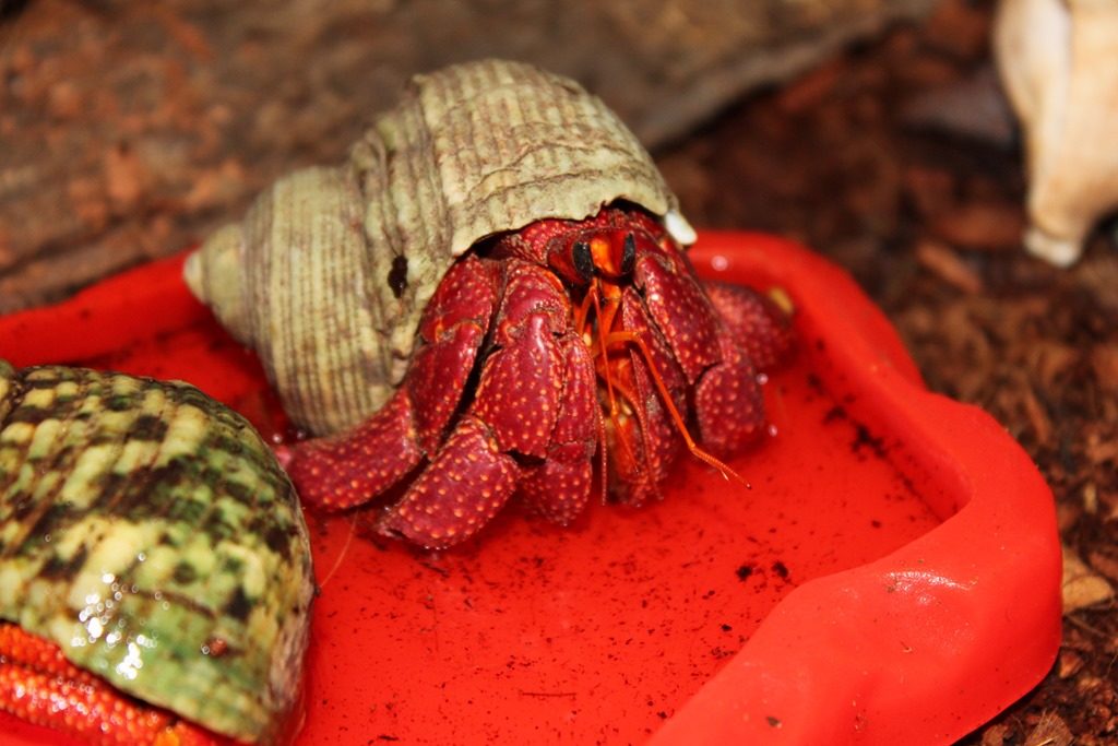 Le Bernard-l’Hermite fraise  (Coenobita perlatus) 