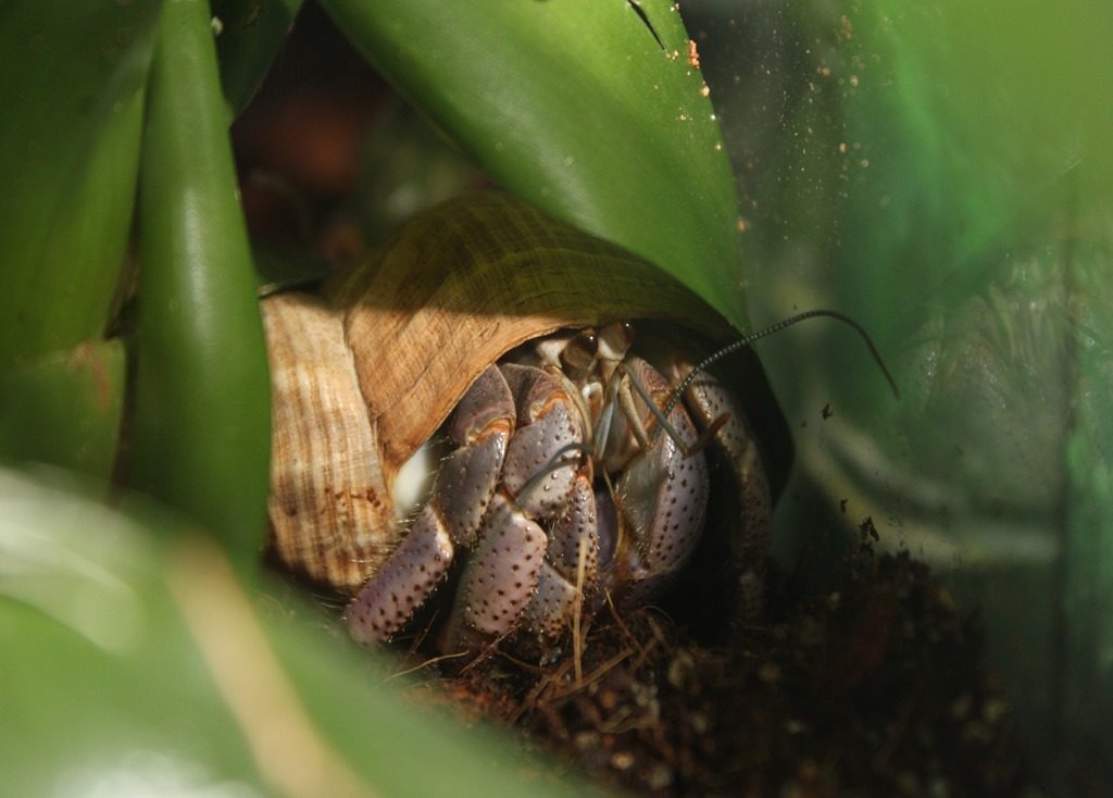 Bernard l’ermite des Caraïbes (Coenobita clypeatus) caché