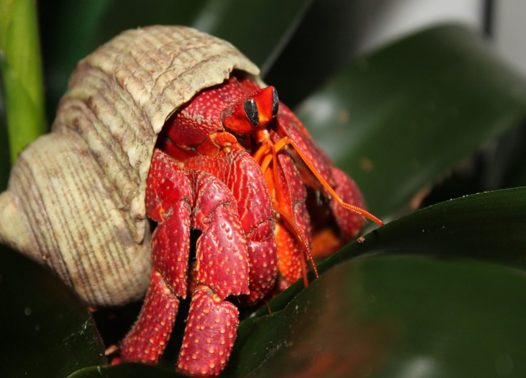 Le Bernard-l’Hermite fraise  (Coenobita perlatus) dans bromeliad