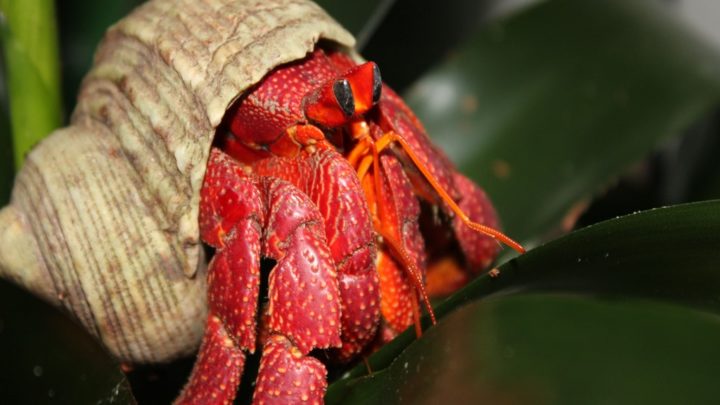 Le Bernard-l’Hermite fraise  (Coenobita perlatus) dans bromeliad
