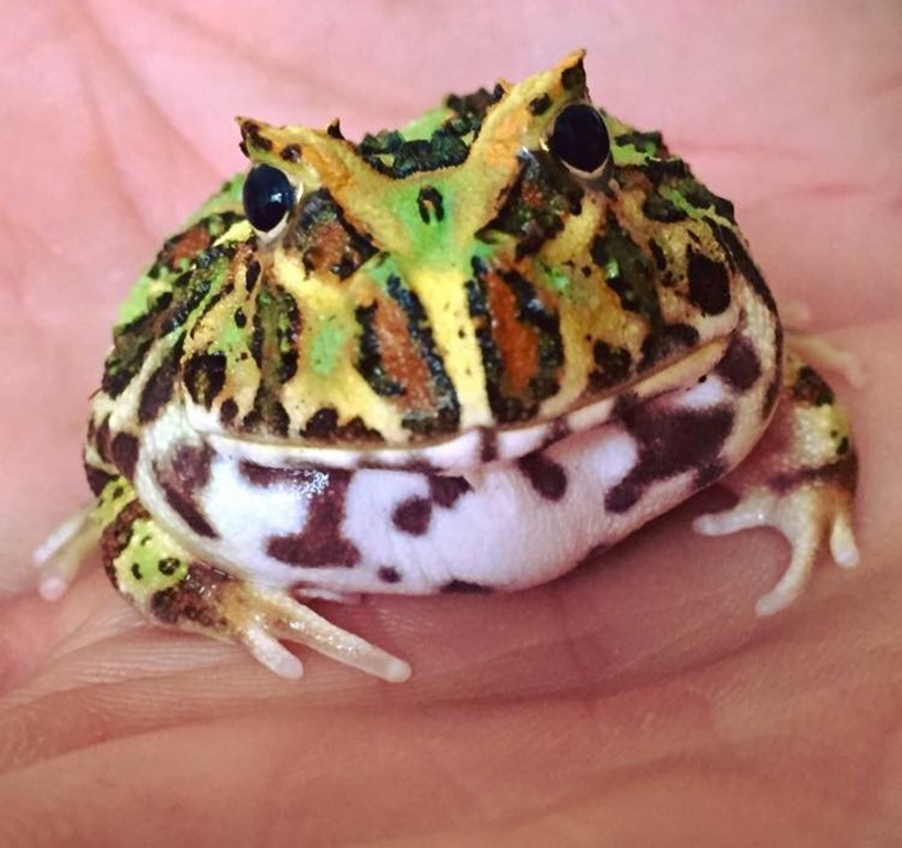 Ceratophrys cranwelli