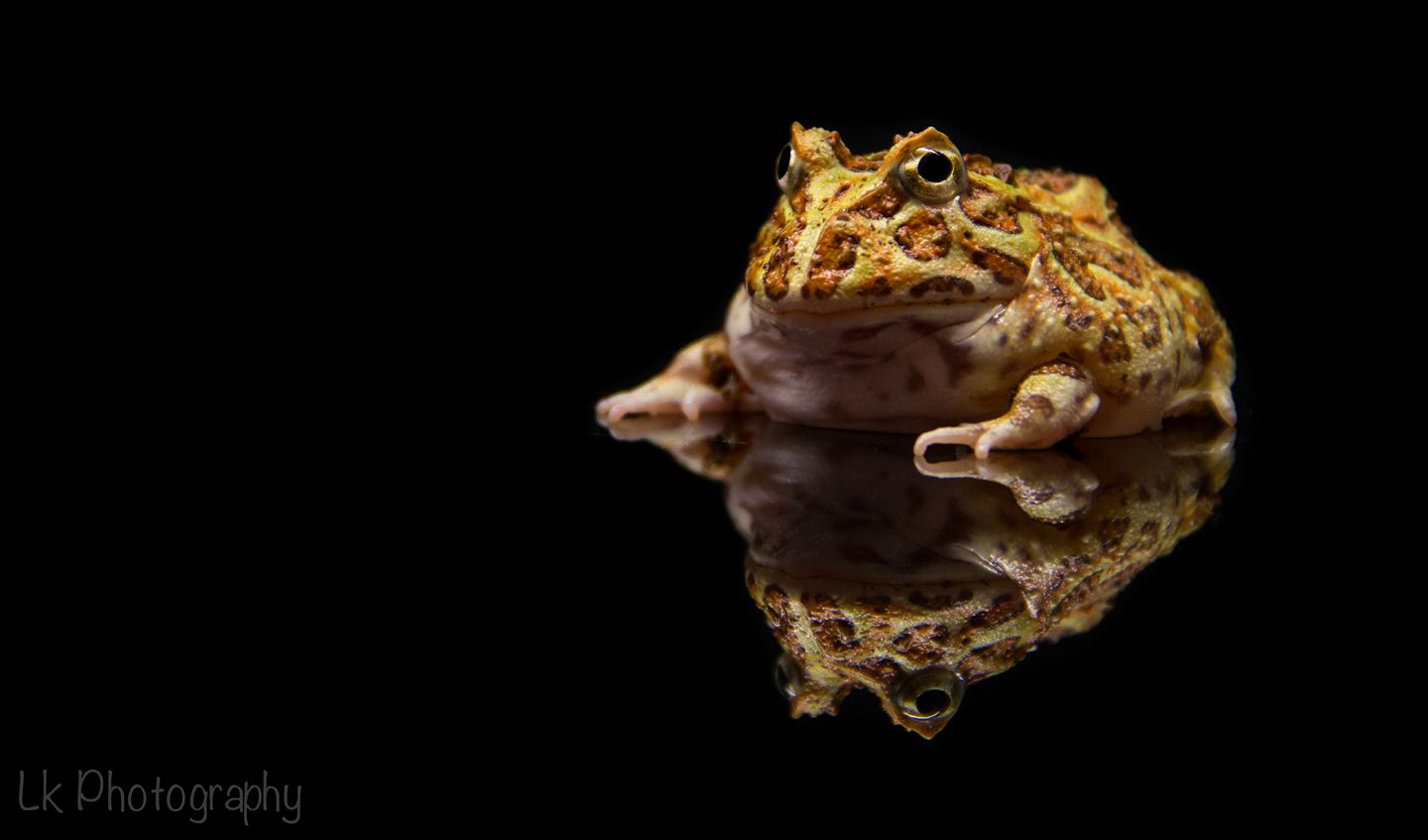 Ceratophrys cranwelli sur fond noir