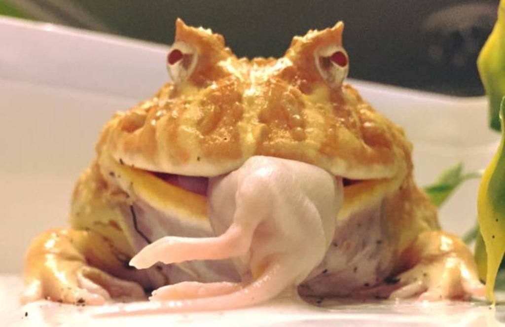 Ceratophrys cranwelli