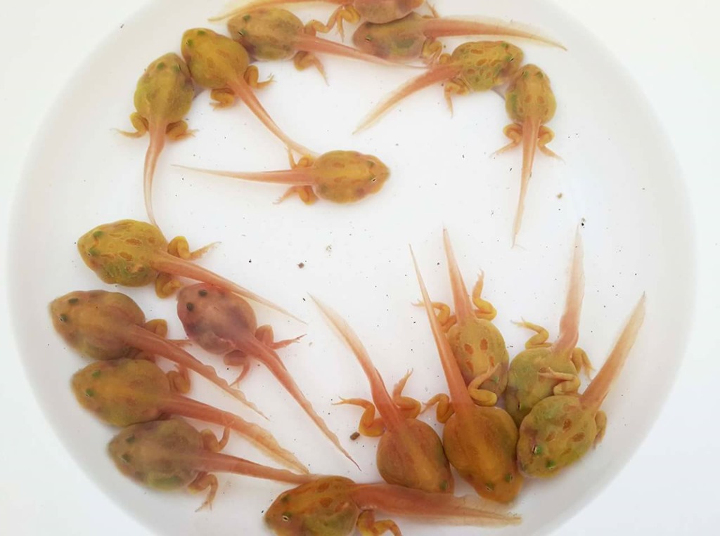 Ceratophrys cranwelli