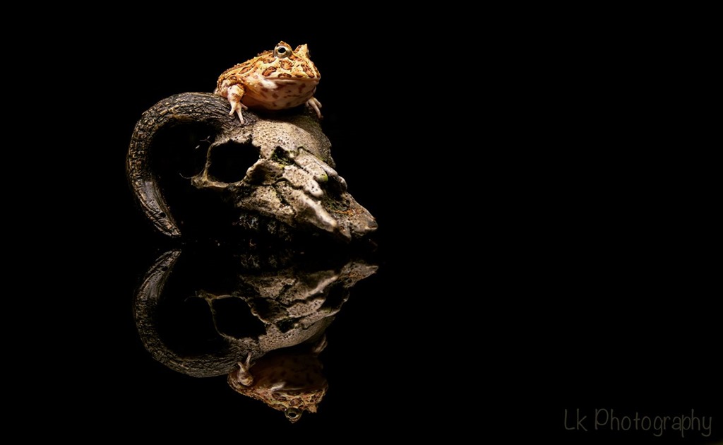 Ceratophrys cranwelli