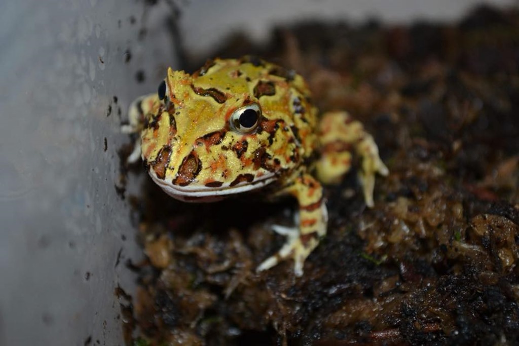 Ceratophrys cranwelli