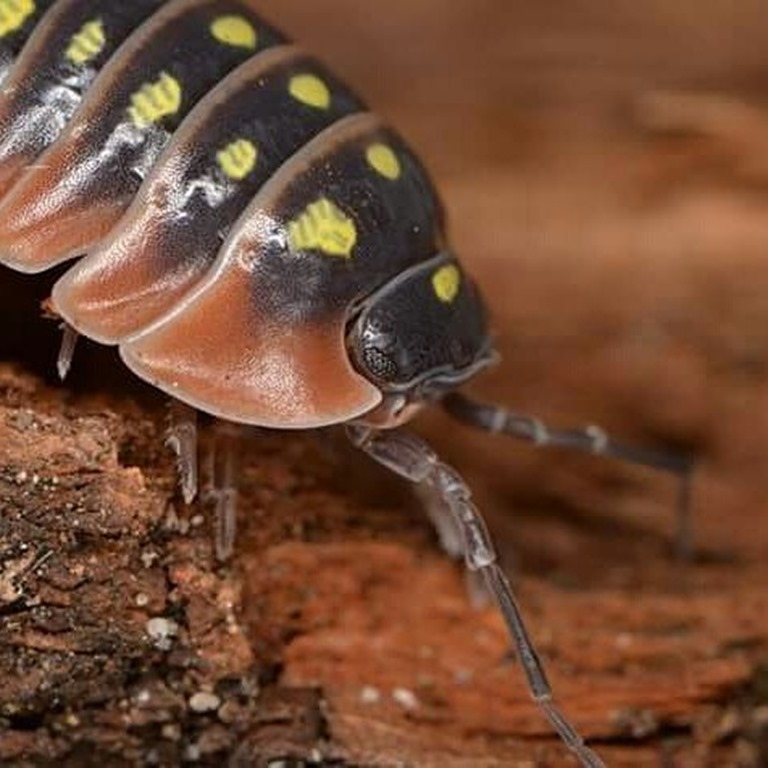 Armadillidium klugii montenegro cloporte rouge avec taches jaunes