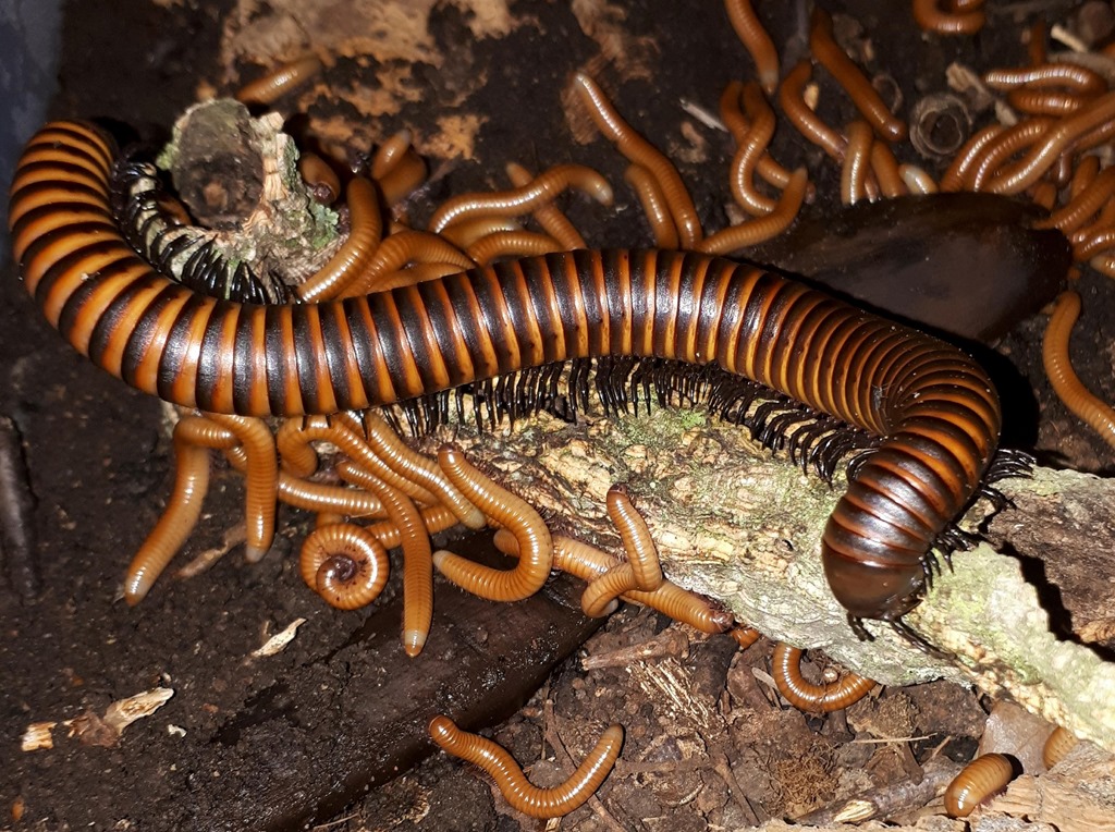 Aphistogoniulus polleni adulte avec juveniles