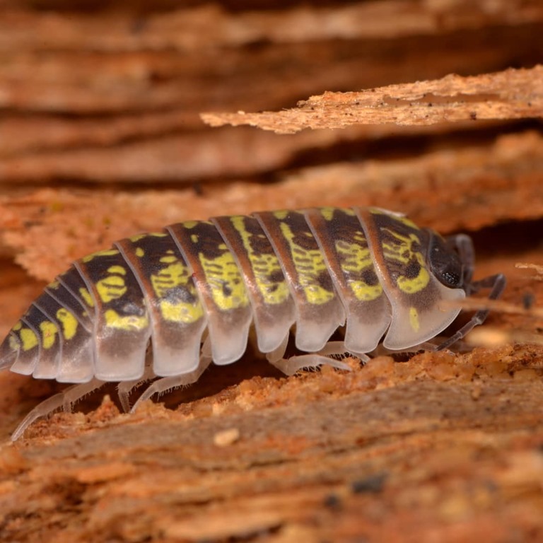 Armadillidium versicolor, cloporte avec taches jaunes sur écorce