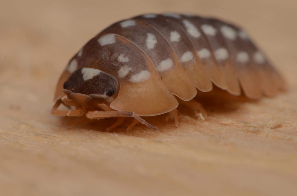 Armadillidium werneri, cloporte orange a taches blanches