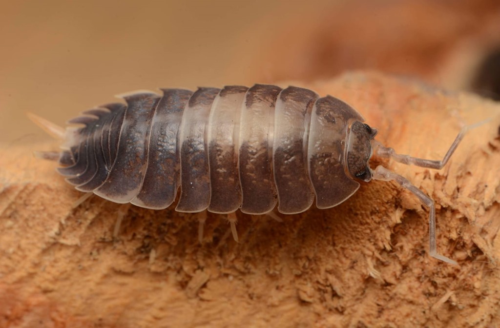 Porcellio laevis avec tache blanche