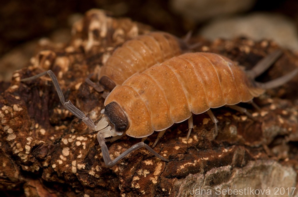 Isopode orange Porcellio silvestri
