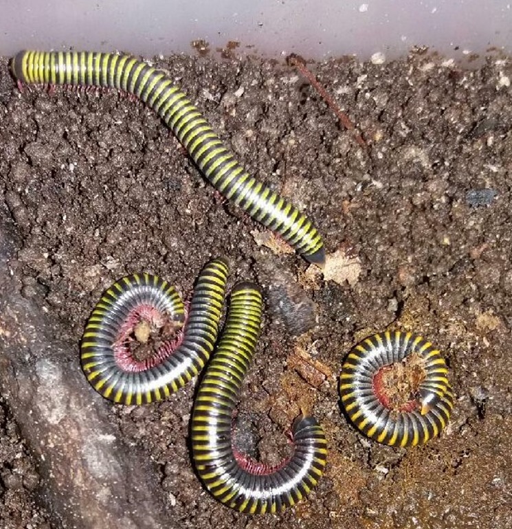 Anadenobulus monilicornis