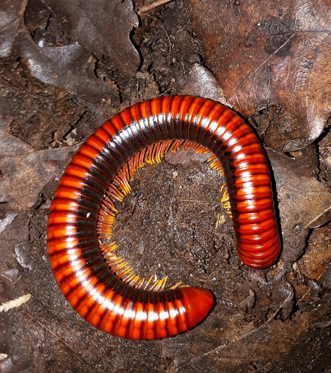 Aphistogoniulus corralipes