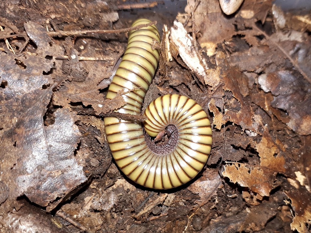 Spirostreptus spec. 8