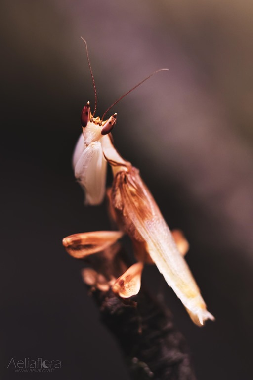 Hymenopus coronatus mâle adulte