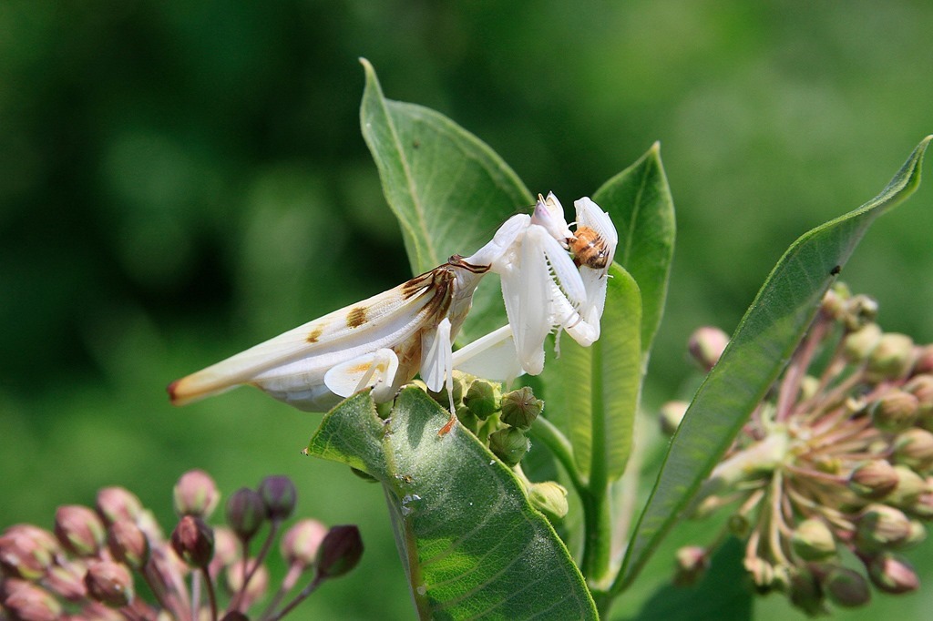 Hymenopus coronatus femelle adulte