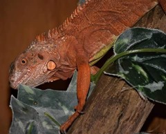 Iguane rouge
