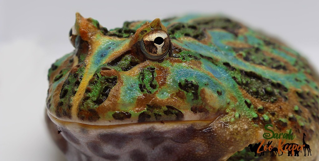 Ceratophys cranwelli