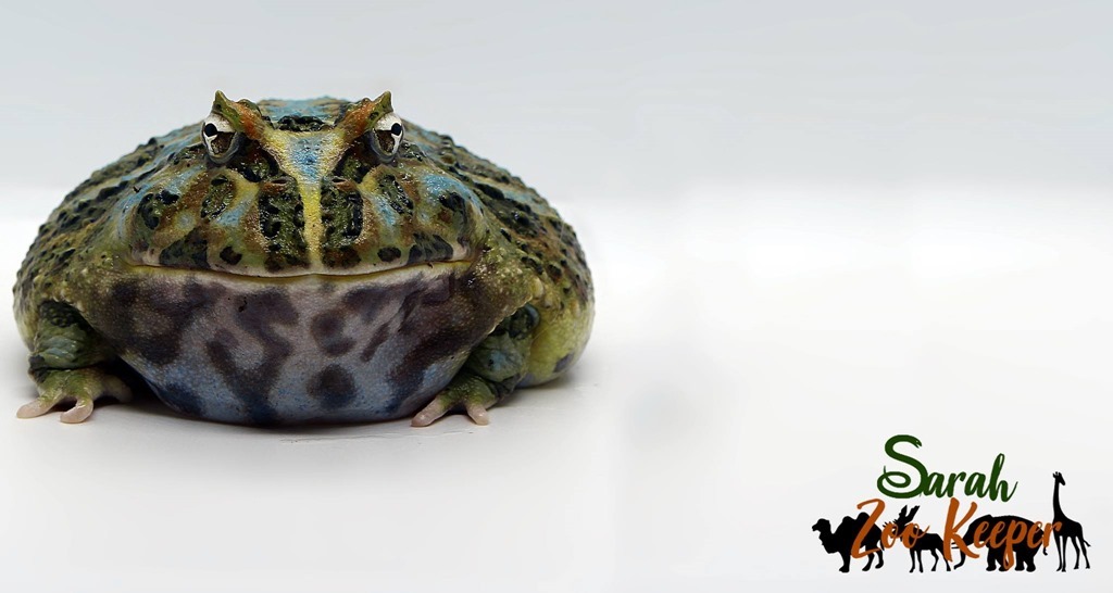 Ceratophys cranwelli