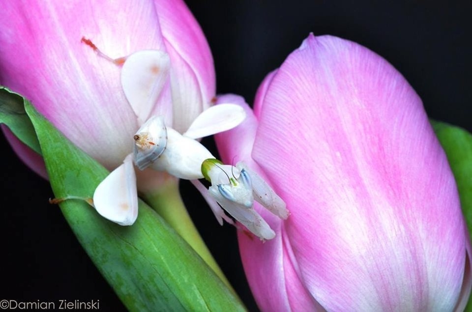 Damian Zielinski - Orchid mantis on flower