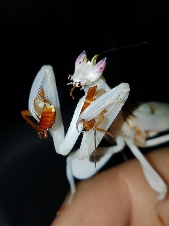 Hymenopus coronatus qui mange une blatte red runner