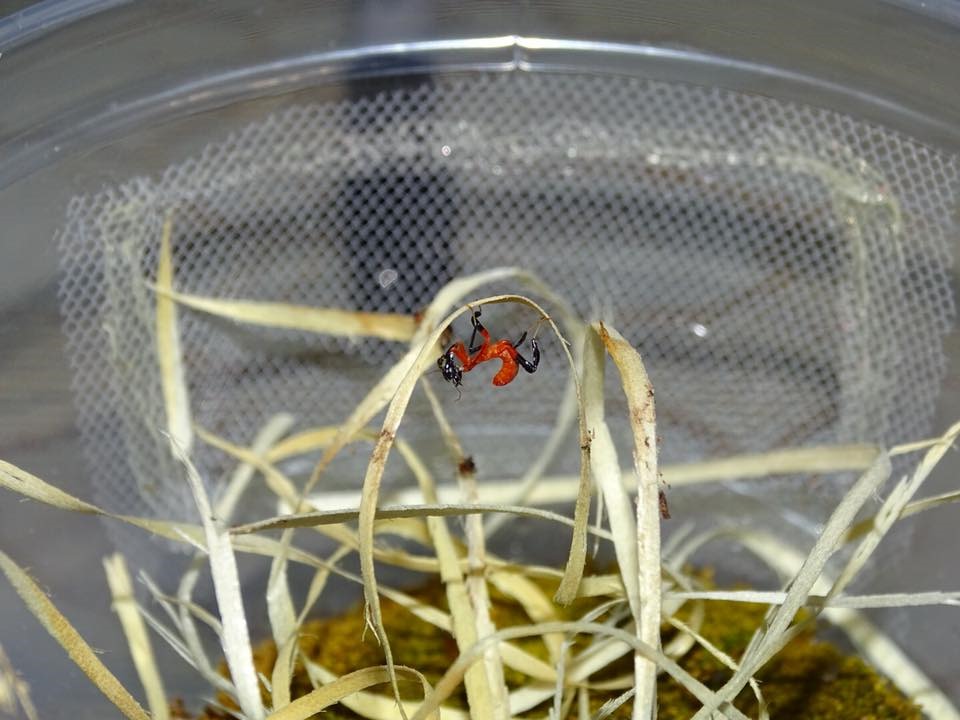 Hymenopus coronatus (mante orchidee) premier stade juvenile