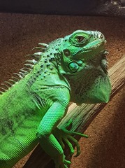 Iguane vert
