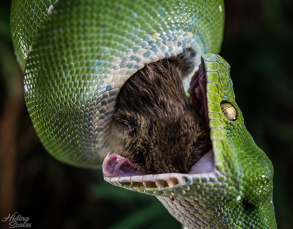 Hiding Scales Mathieu Pierret 001