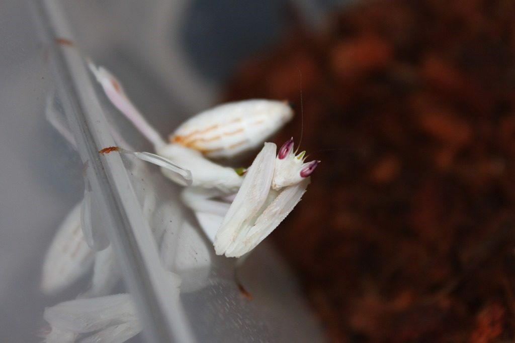 Mante orchidée Hymenopus coronatus