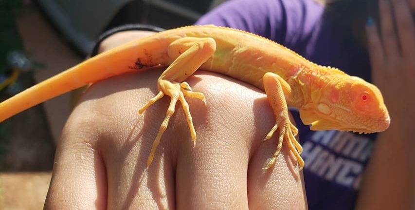 Iguane albinos