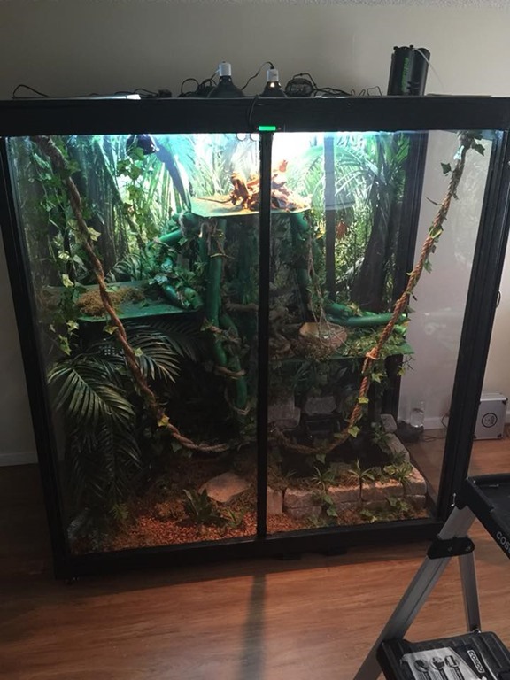 Terrarium pour iguane
