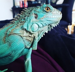 Iguane bleu