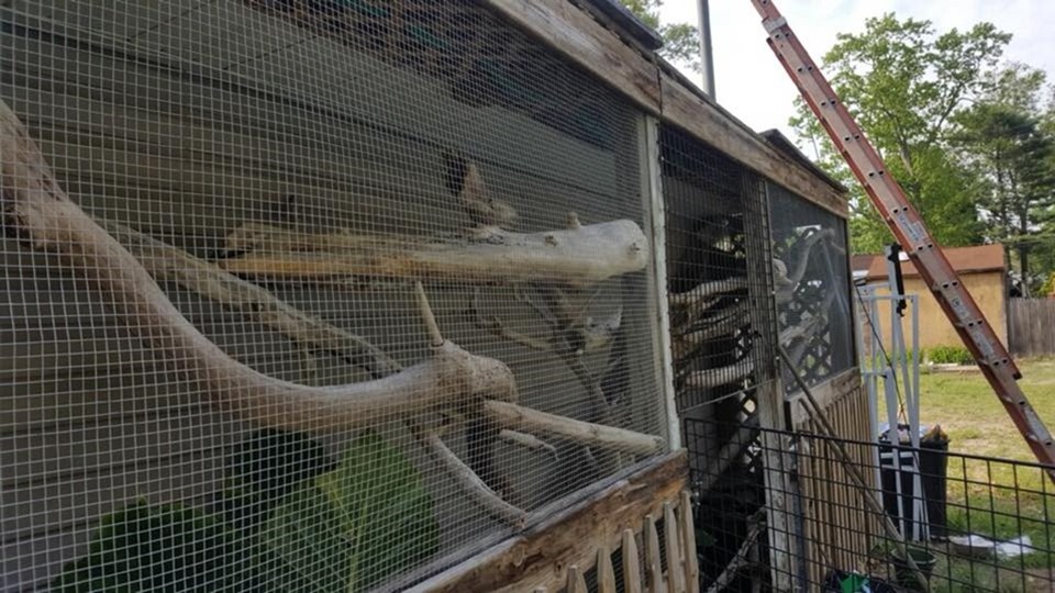 Terrarium pour iguane