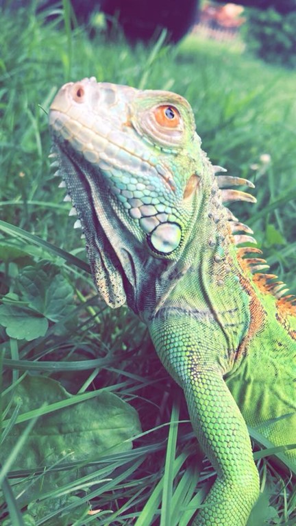 Iguana iguana