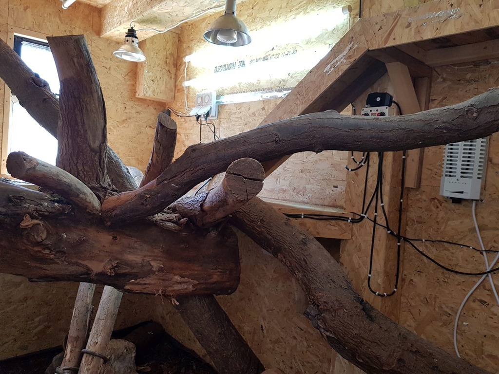 Branchage terrarium iguane