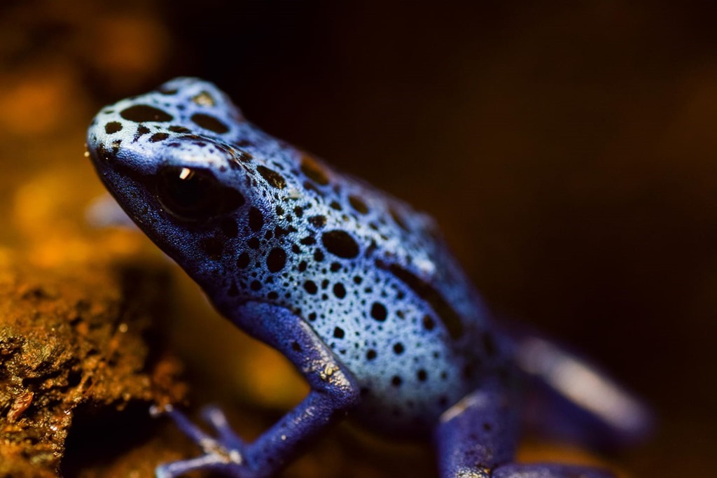 Dendrobate azureus