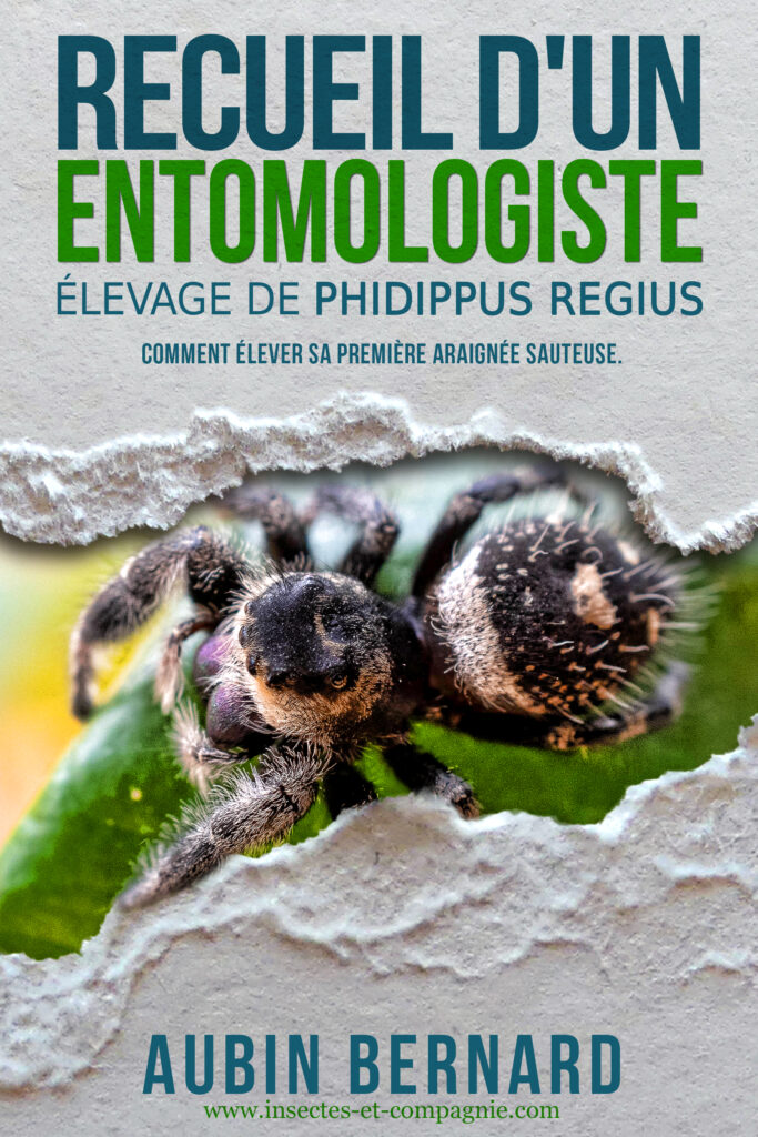 Couverture du livre Recueil d&rsquo;un Entomologiste – Élevage de Phidippus regius