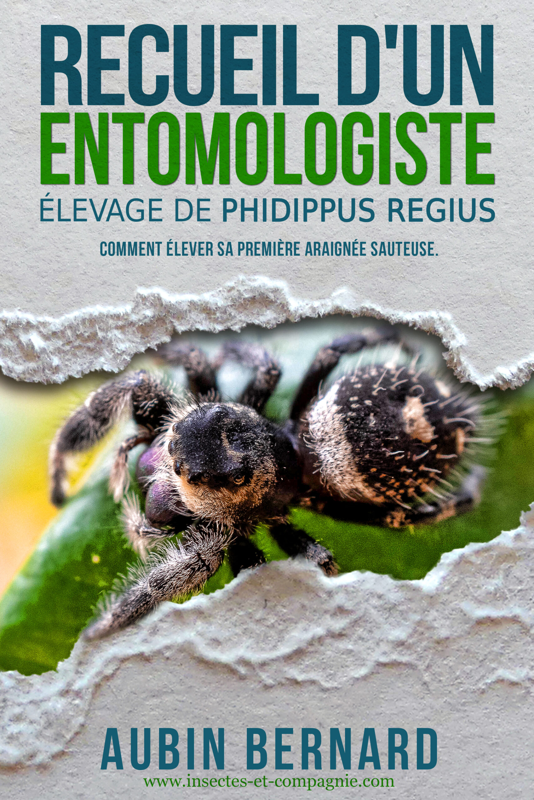 Couverture du livre Recueil d’un Entomologiste – Élevage de Phidippus regius par Aubin Bernard