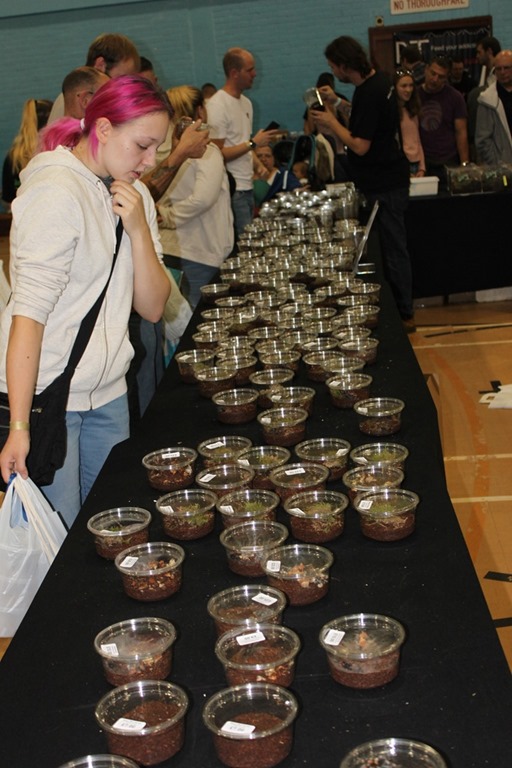 The Eastern Invertebrate Show