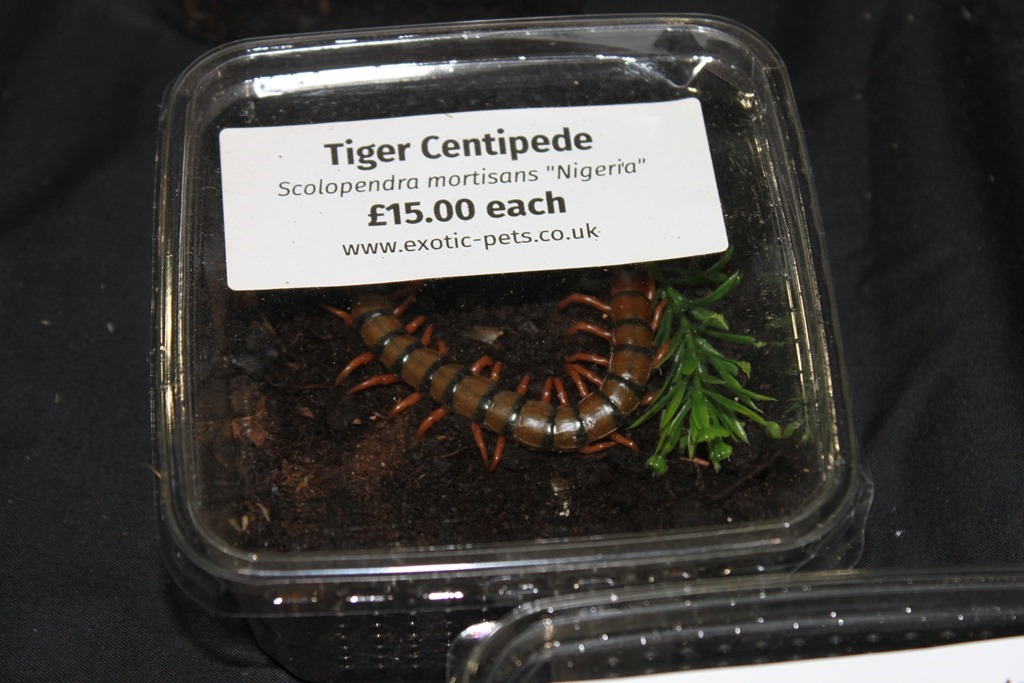 Scolopendra mortisans