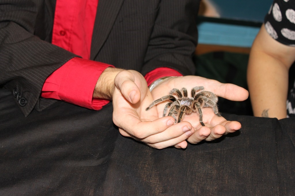 Spider Courage Experience