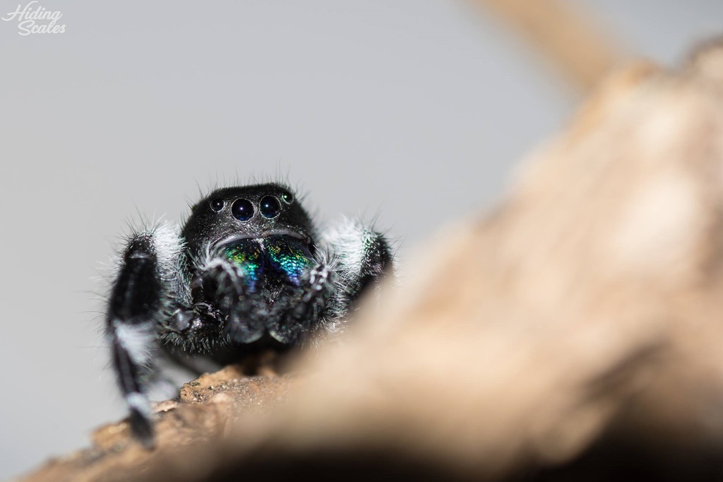 Phidippus regius male avec cheliceres bleu et vert