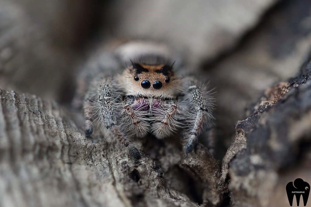 Araignée sauteuse Phidippus regius