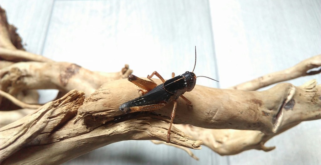 Locusta migratoria