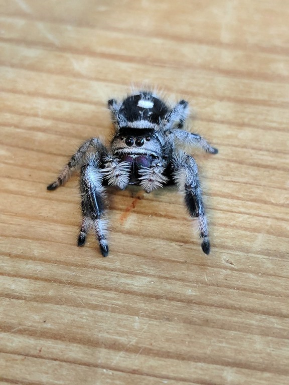 Phidippus regius male sur une table qui nous observe