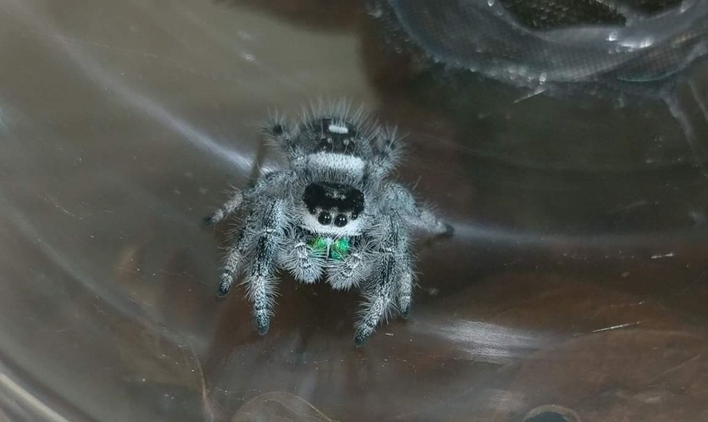 Phidippus regius dans un gobelet d'elevage