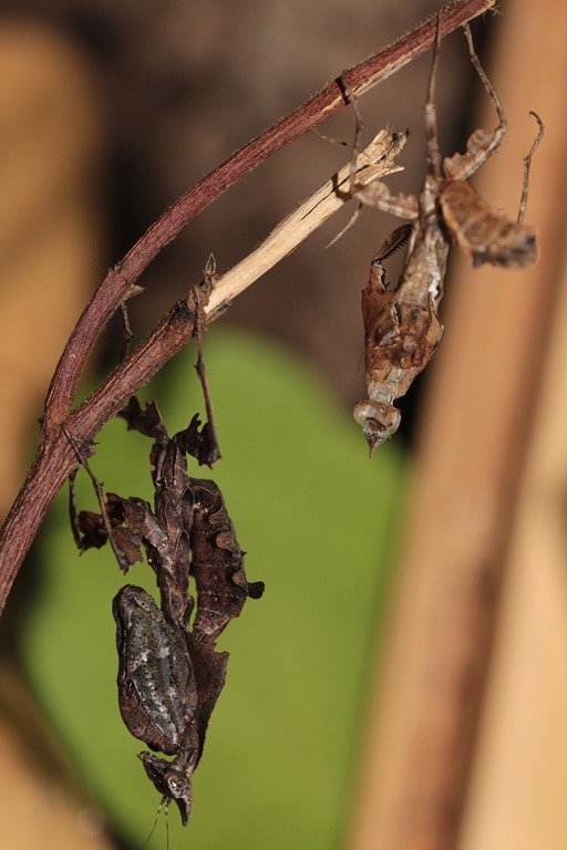 Mante religieuse après une mue posée a coté de son exuvie